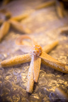 lastingimpressionsstudios-6